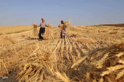 برداشت نخستین محصول گندم و نخود از پایگاه نوآوری طرح جهش تولید در دیمزار های اهر