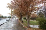 باران در پاییزی در بیرجند
