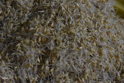 آیین سنتی سمنوپزان در سمنان