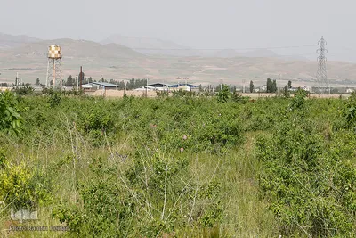 برداشت گل محمدی از مزارع هیدج