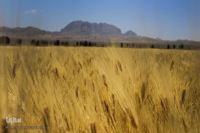 دستهای برکت در فصل درو
