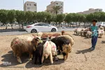 خرید و  فروش دام در روز عید قربان