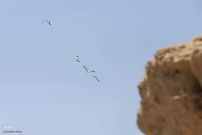 بازدید تور رسانه‌ای از کاکایی ارمنی در جزیره شاهسون دریاچه ارومیه و مزرعه پرورش آرتمیای بندر رحمانلو در عجب‌شیر