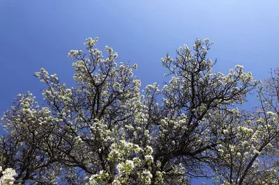 شکوفه زدن کهن ترین درختان آمرود در اهر