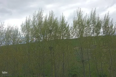 طبیعت بهاری روستای چوبانلار در اهر