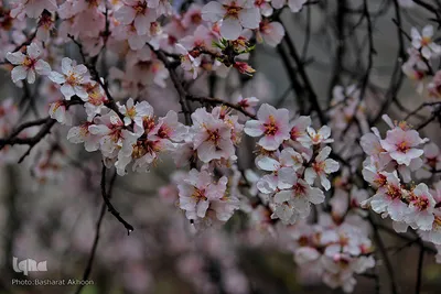 کشمیر؛ سرزمین زیبایی‌های طبیعی و مردمان باایمان