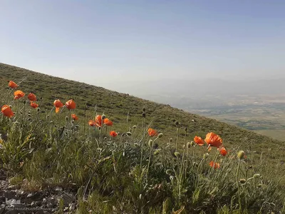 طبیعت زیبای قوشاداغ در اهر