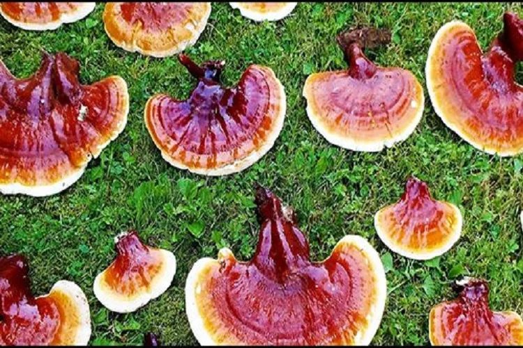 قارچ گانودرما در پیشگیری و مقابله با ویروس کرونا تاثیر ندارد