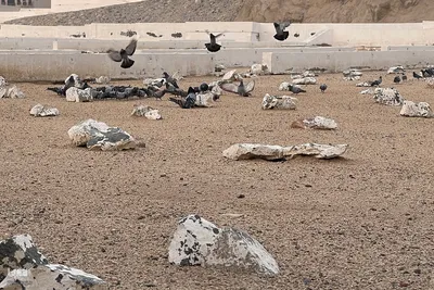 حال و هوای قبرستان ابوطالب،در روز شهادت حضرت زهرا سلام الله علیها