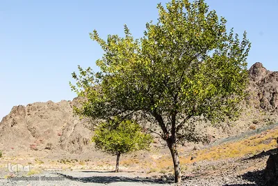 دوباره پاییز