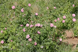 برداشت گل محمدی از مزارع هیدج