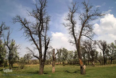 شکوفه های پیرترین درختان اهر