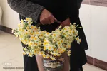 برداشت گل نرگس - خوسف