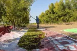 برداشت عناب در خراسان جنوبی