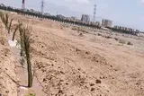 کاشت بیش از ۴۰۰ نهال به یاد شهدای جنگ رمضان در دانشگاه یزد