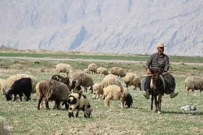 پانزدهم مهر؛ روز ملی روستا و عشایر