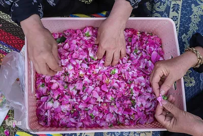 جشنواره برداشت گل محمدی عنصرود