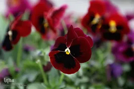 شکوفه های بهاری