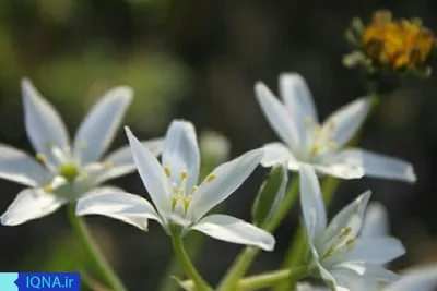 خودنمایی بهار در ارومیه