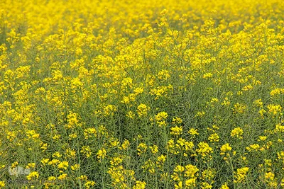 دشت کلزا، نقاشی زیبای طبیعت