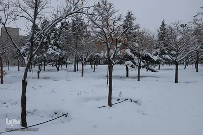 تبریز سفید پوش شد