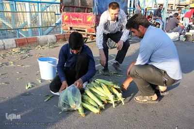 برداشت شیر بلال(ذرت) محصول بومی شهر اهر