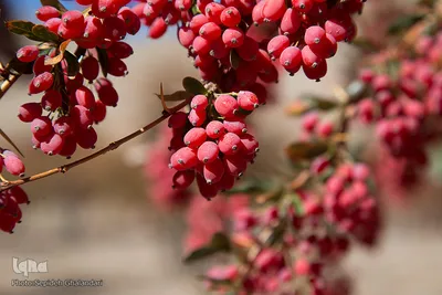 برداشت زرشک در خراسان‌جنوبی