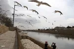 مرغان کاکایی‌؛ مهمانان زمستانی شیراز