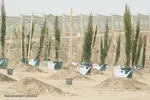 آیین درختکاری در اصفهان