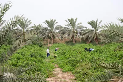 برداشت انگور از تاکستان غزاویه