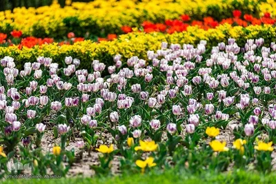 8th Tulip Festival in Karaj