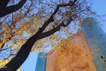 یک شب سرد پاییزی در پارک شیخ شهاب‌الدین اهری