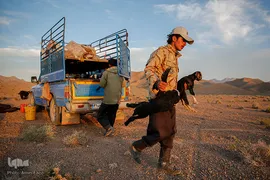 کوچ عشایر در فارس‎