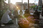 برداشت گیاه دارویی خارپنیری در استهبان فارس