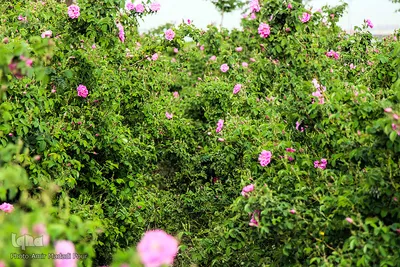اینجا عطر گل محمدی صرف نیات خیر می‌شود