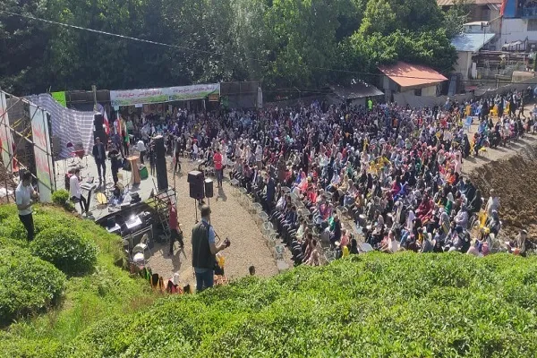 جشنواره چای املش برگزار شد + عکس
