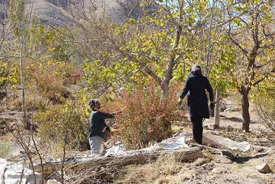برداشت زرشک در خراسان‌جنوبی