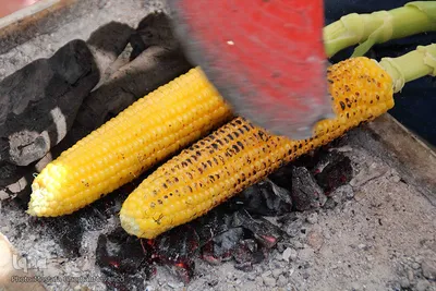 برداشت شیر بلال(ذرت) محصول بومی شهر اهر