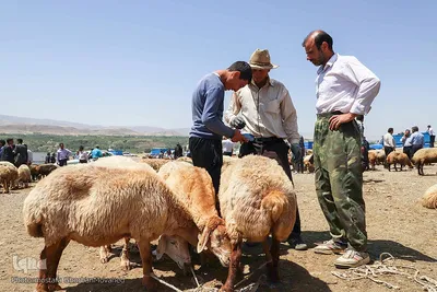 خرید دام زنده به مناسبت عید سعید قربان در اهر