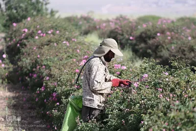 برداشت گل محمدی و گلاب گیری در میمند فارس‎‎