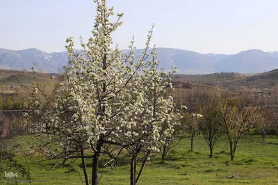 شکوفه زدن کهن ترین درختان آمرود در اهر