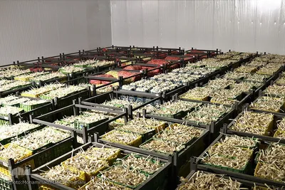 صادرات سیر؛ محصول پرخاصیت و معروف همدان