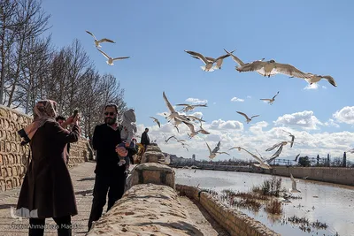 شیرازی ها میزبان مرغان دریایی‎‎