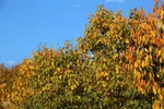 رنگین‌کمان رنگ‌ها در سرزمین ارسباران