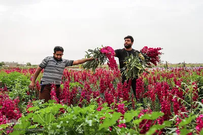 برداشت گل در حمیدیه