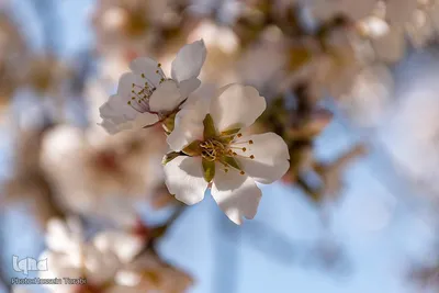 سامان شهر شکوفه‎های بهاری