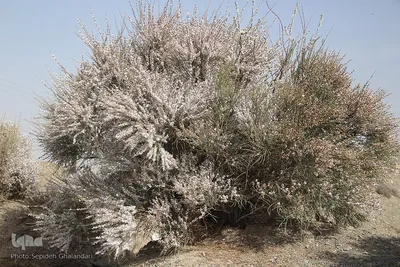 رد پای بهار در بیرجند