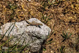طبیعت ارتفاعات روستای مزرعه و قلعه شیور