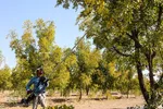 برداشت عناب در خراسان جنوبی