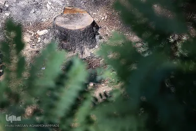 پارک جنگلی چیتگر